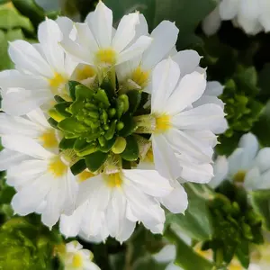 A close-up of a delicate white fairy fan flower with soft green leaves. The flowers have pure white petals with a subtle gradient of light yellow towards the centre. 