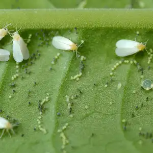 whiteflies and whitefly eggs on a green leaf