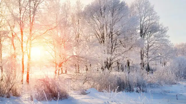 sunset in the winter, golden hour, snowy trees, sunsetting through the trees