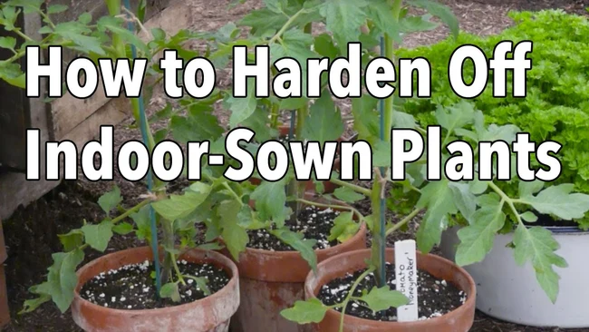 Embedded thumbnail for How to Harden Off Plants